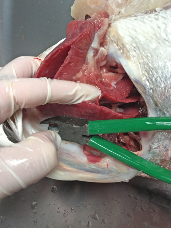 f:id:blog-media:20161121093848j:plain f:id:blog-media:20161121093848j:plain