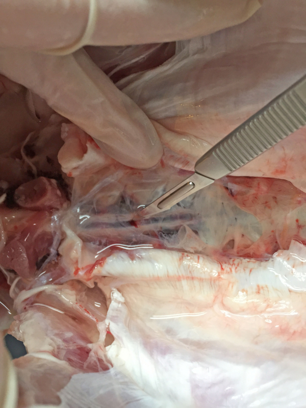 f:id:blog-media:20161121093856j:plain f:id:blog-media:20161121093856j:plain