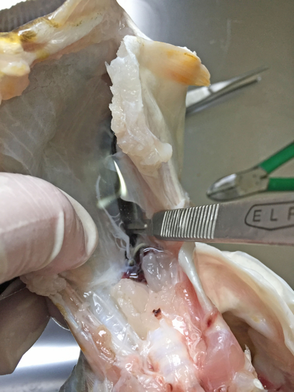 f:id:blog-media:20161121093924j:plain f:id:blog-media:20161121093924j:plain