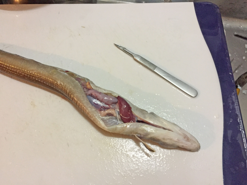 f:id:blog-media:20161121093953j:plain f:id:blog-media:20161121093953j:plain