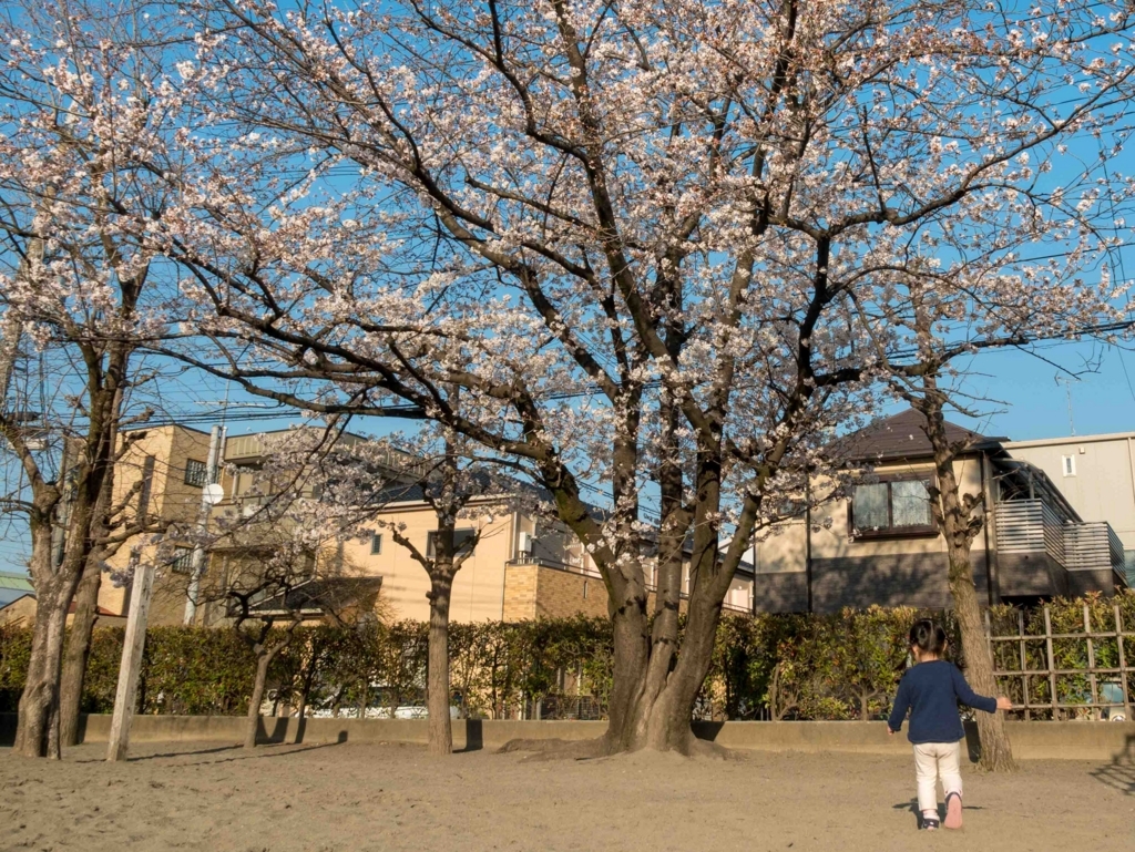 一緒に見た「桜」を描こう