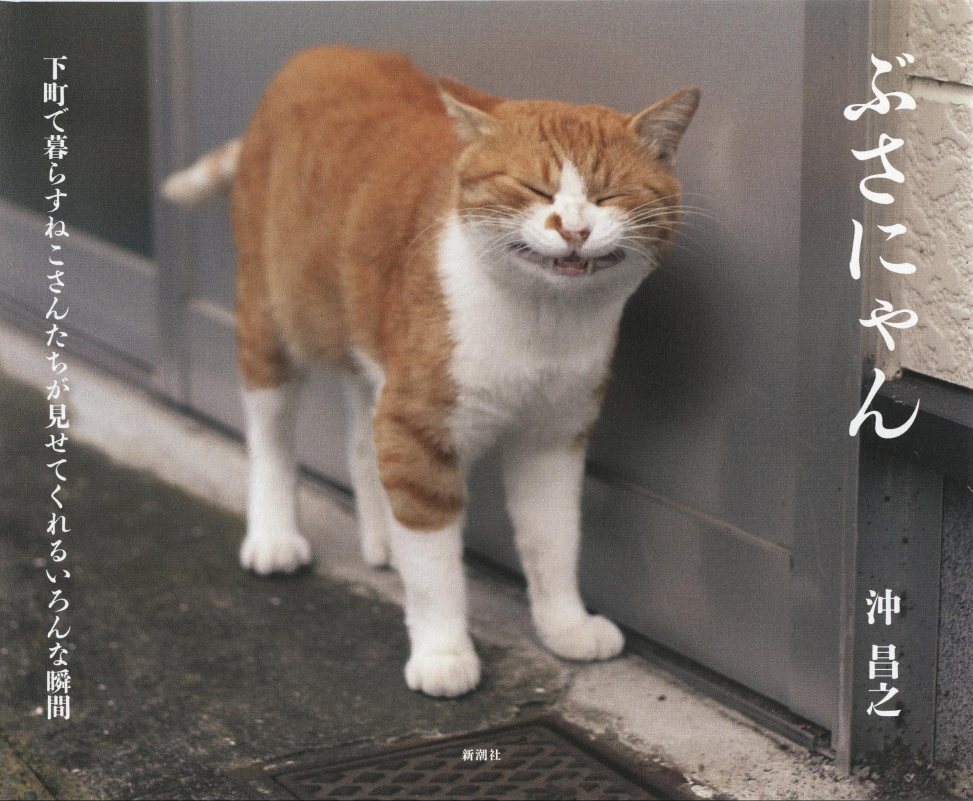 猫写真家 沖昌之さんが明かす 残念すぎるネコ を撮るために必要なこと はたラボ パソナキャリアの働くコト研究所