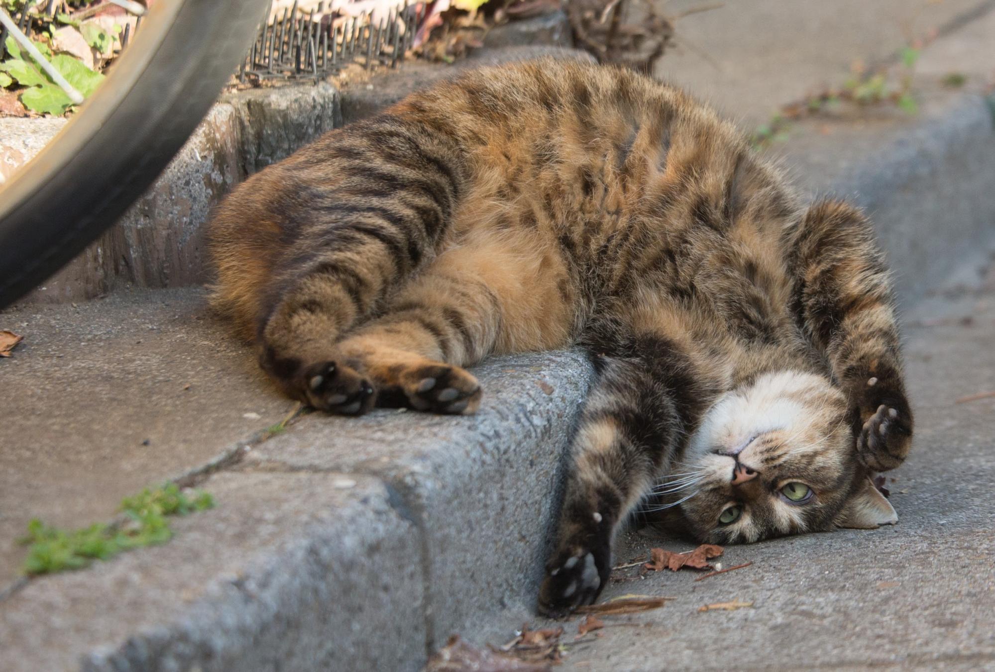 f:id:blog-media:20191001160909j:plain 『必死すぎるネコ』