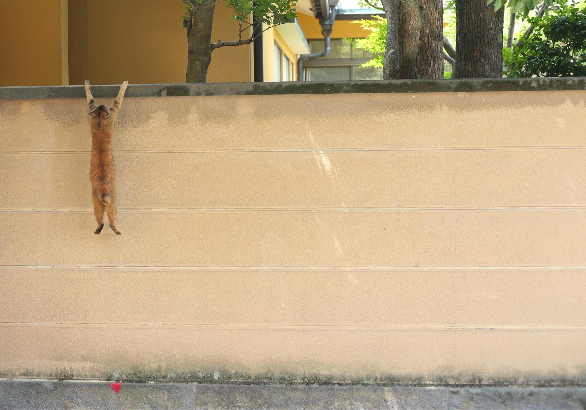 f:id:blog-media:20191001160918j:plain 『必死すぎるネコ』