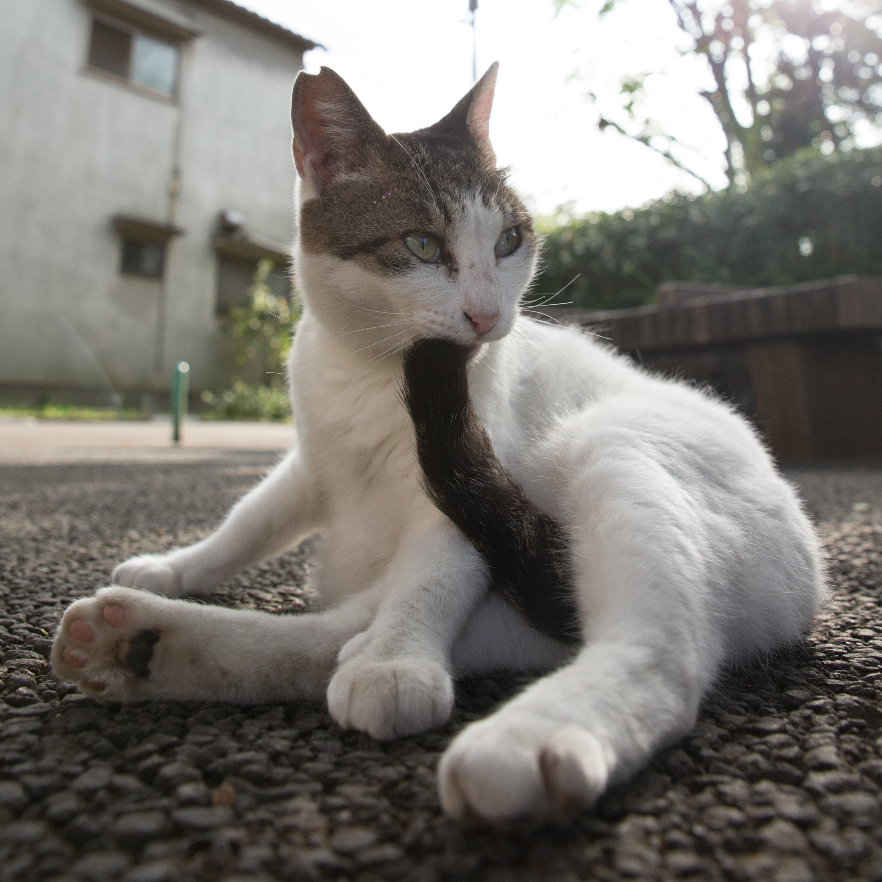 f:id:blog-media:20191016131606j:plain 『必死すぎるネコ』