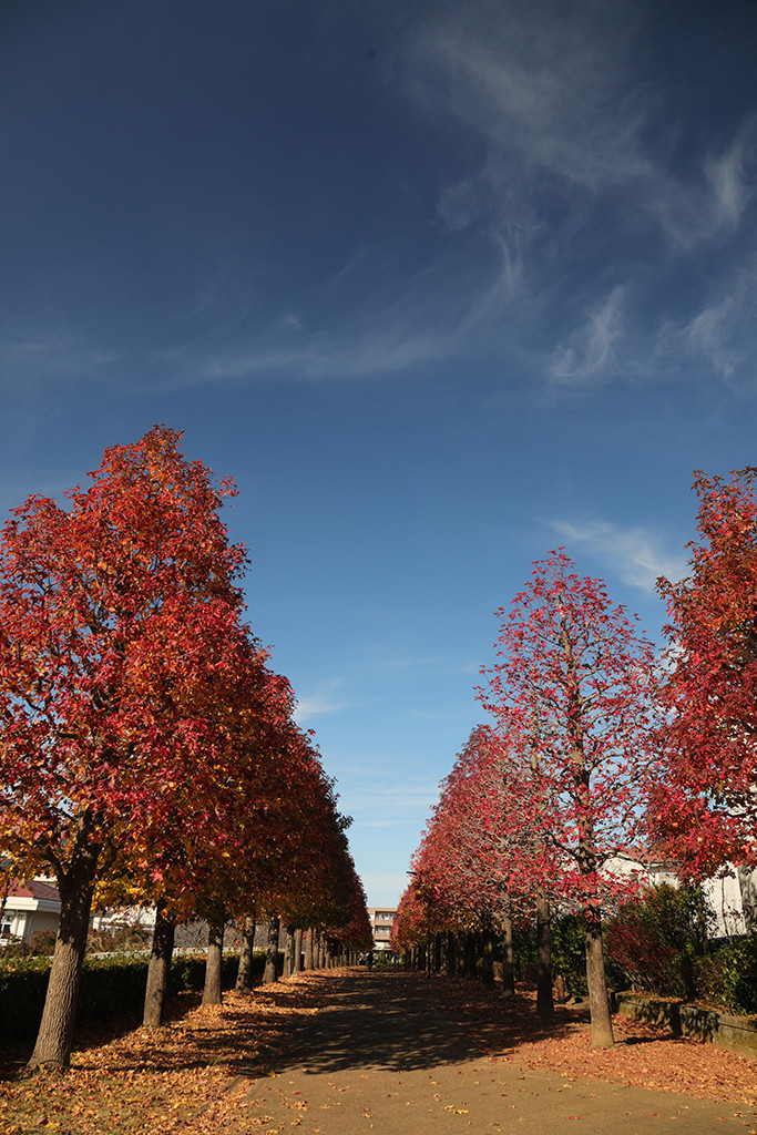 街路樹の紅葉