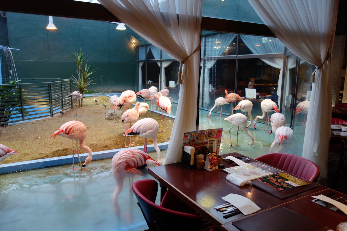 メヒコのフラミンゴ