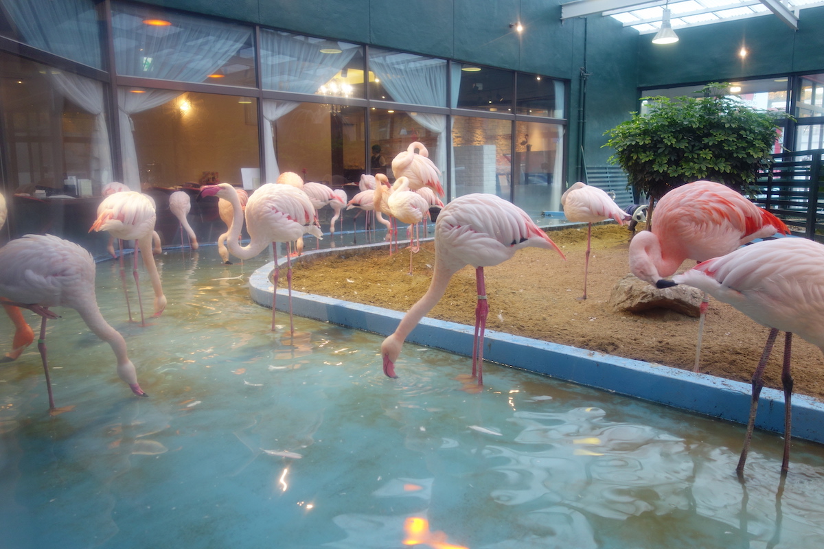 メヒコのフラミンゴ