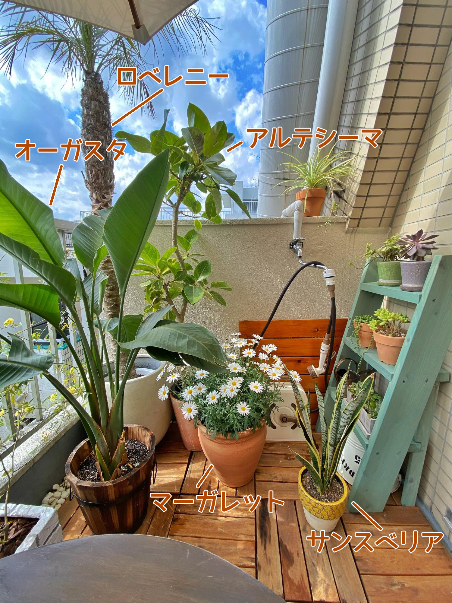 2mほどの大きいロベレニー、目線くらいの高さのアルテシーマとオーガスタ、その下に小さめサイズのサンスベリアやマーガレットの鉢植えを配置。さらに小さい種類は右側の棚の上にまとめて。