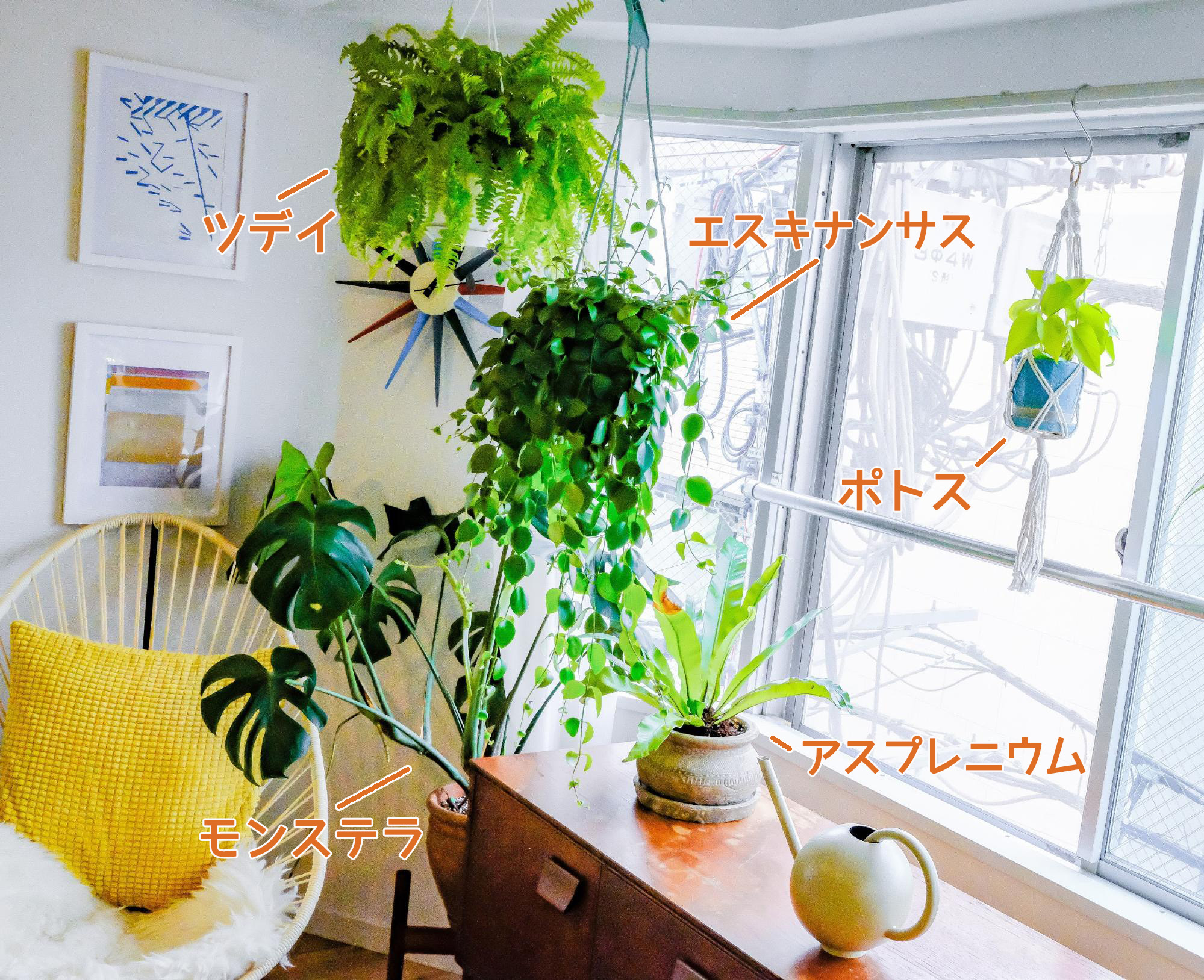 東向きのリビングは日当たりがそこまでよくはないので、耐陰性のある植物たちを置いています