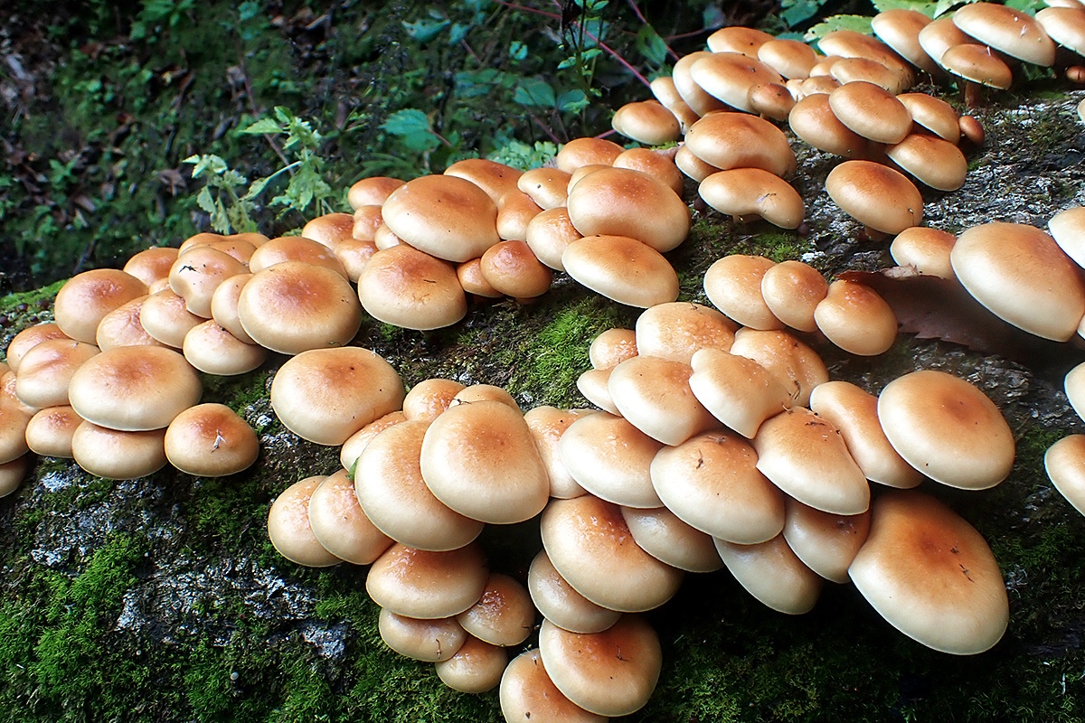 身近なきのこにも広くて深い沼がある 市販のきのこをもっと楽しむために専門家にあれこれ聞いてみた ソレドコ