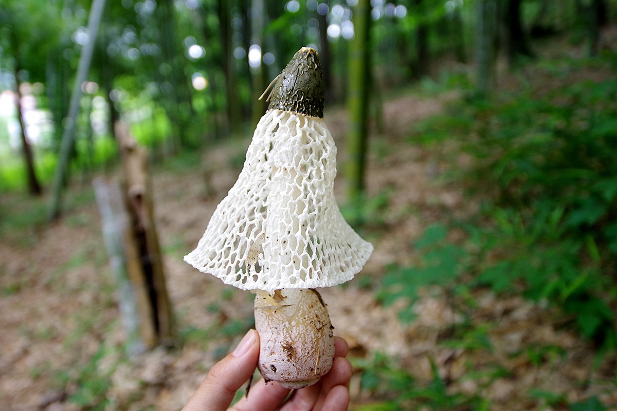 身近なきのこにも広くて深い沼がある 市販のきのこをもっと楽しむために専門家にあれこれ聞いてみた ソレドコ