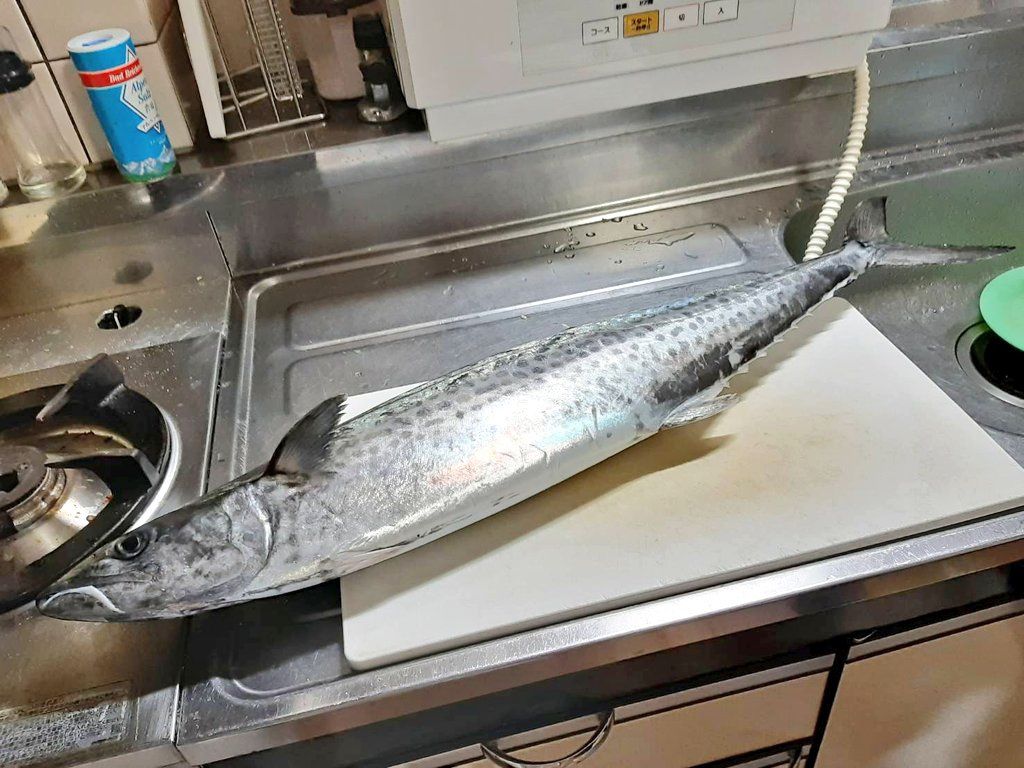 東京湾のサワラ