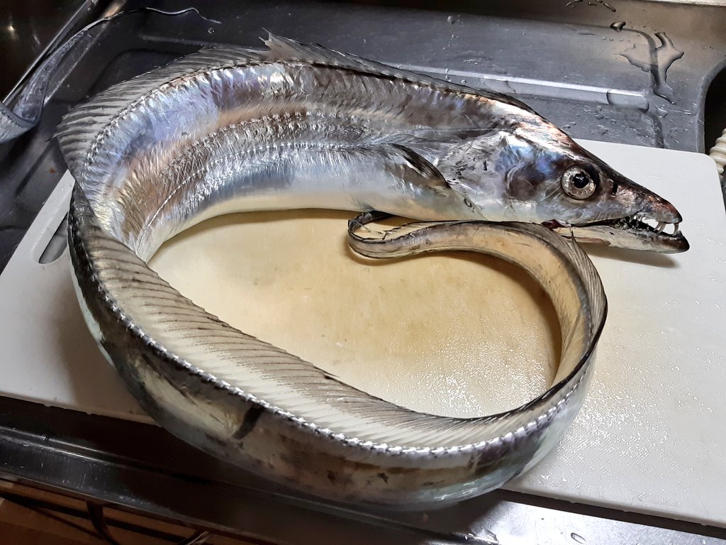 釣るのが難しいタチウオ