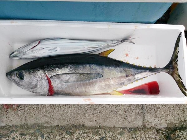 駿河湾のキハダマグロ