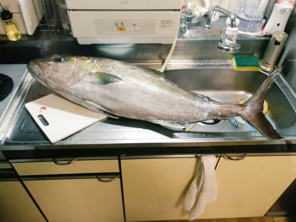 八丈島で釣ったカンパチ