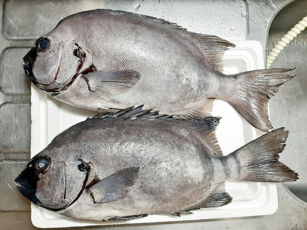 サッポロ一番 は魚の出汁で作る それがおれのルール 研究活動報告 ソレドコ