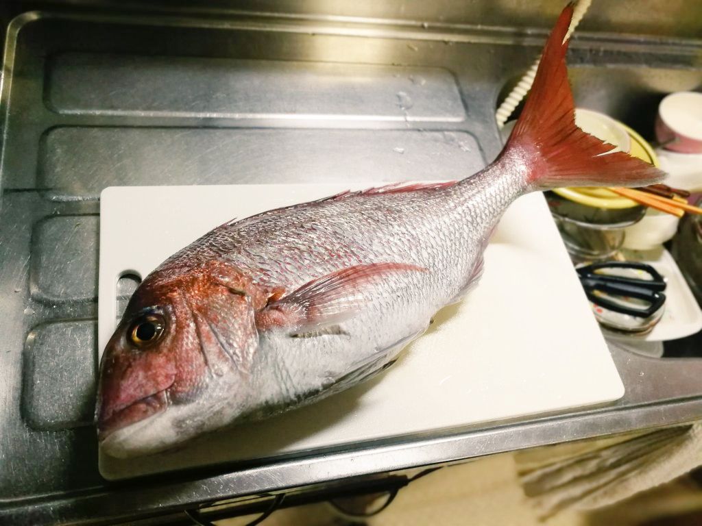 伊東で釣ったマダイ