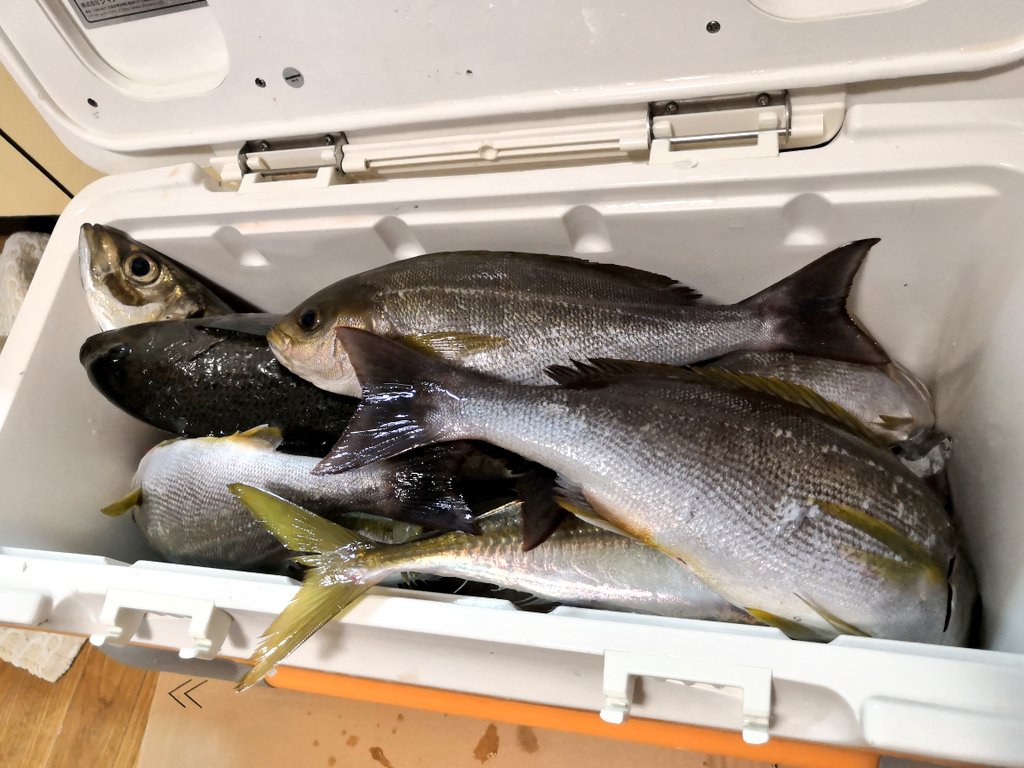 伊東沖で釣ったイサキ