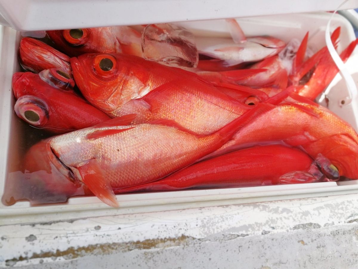 新島沖で釣ったキンメダイ