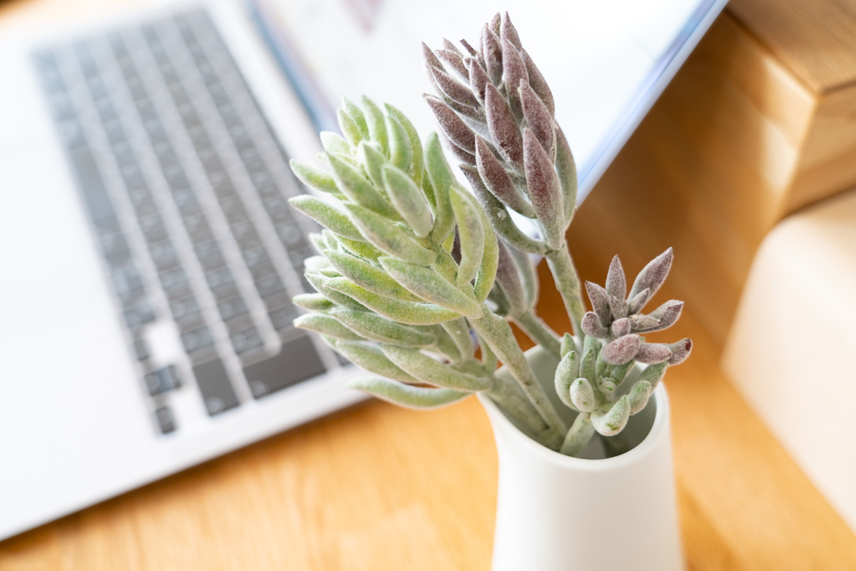 アロエ 観葉植物 在宅勤務の癒やしに