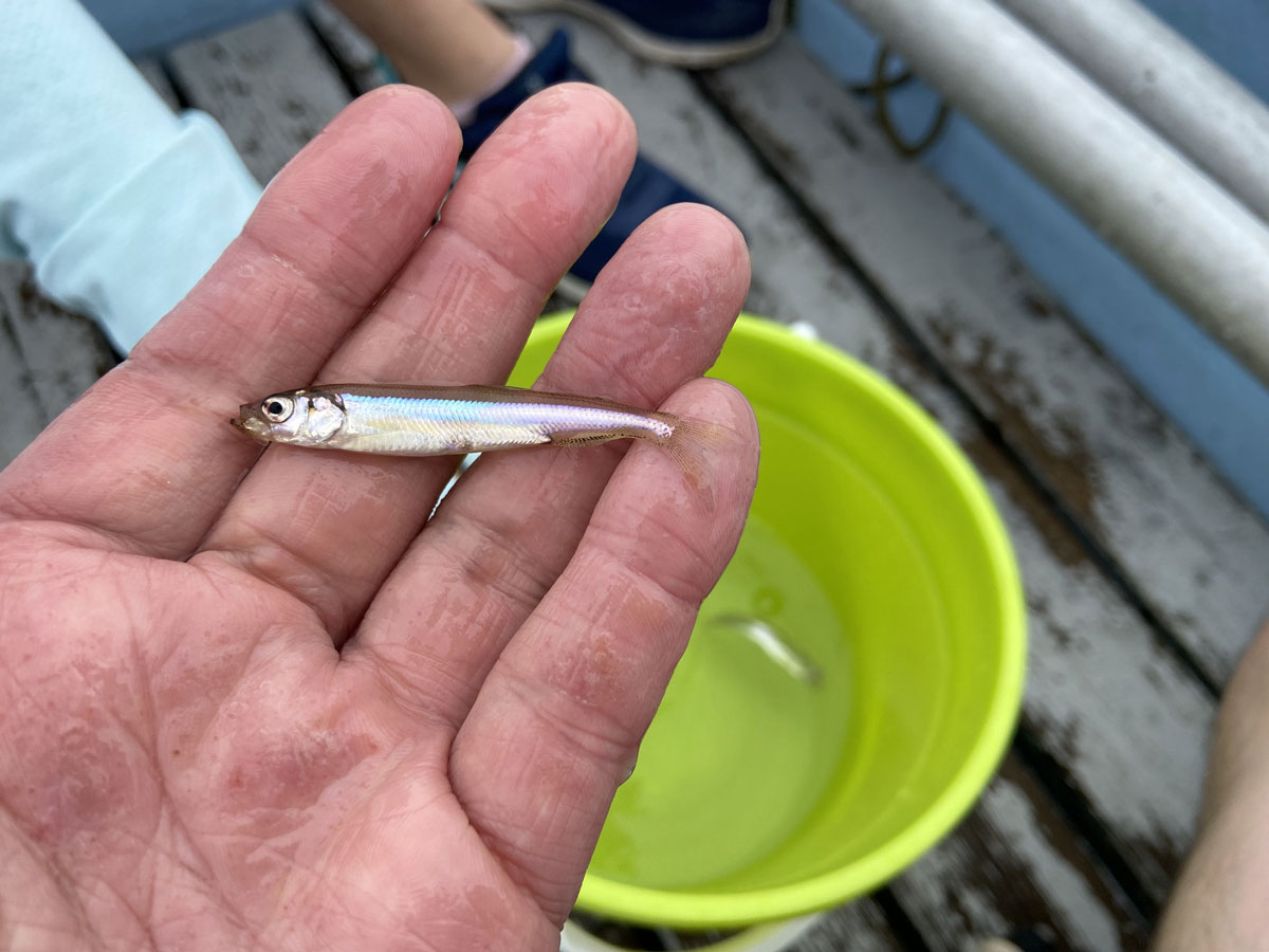 ようやくワカサギが釣れた！！！