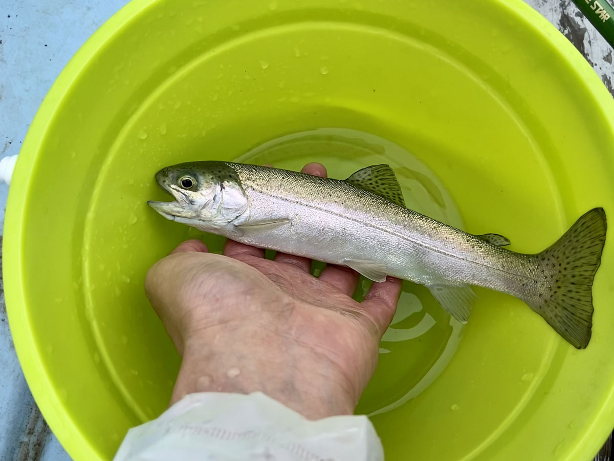ニジマス、釣れてくれてありがとう
