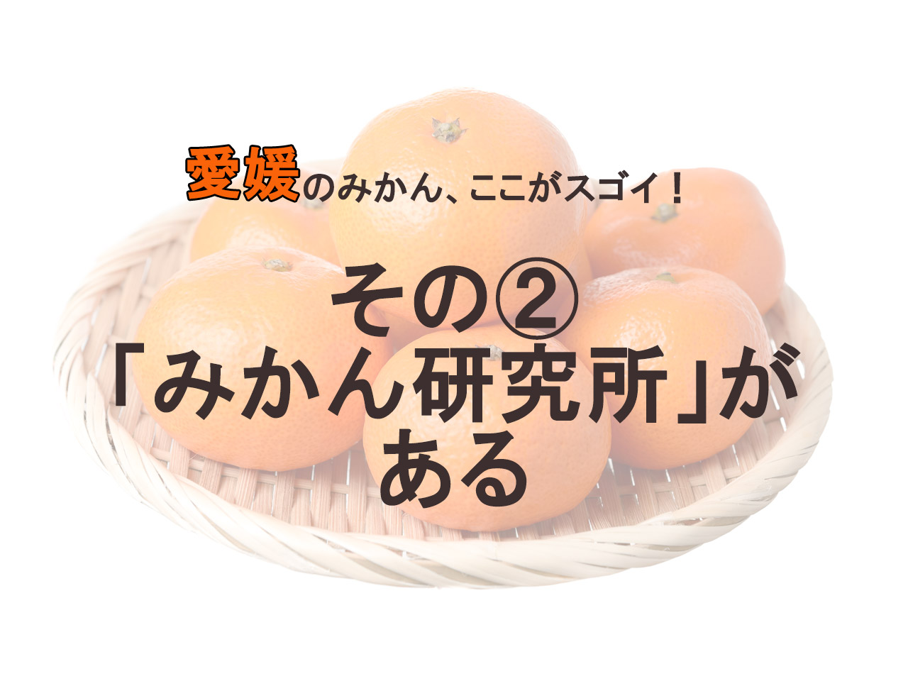 【愛媛VS和歌山】真の「みかん王国」はどっちだ！？ プレゼンバトル