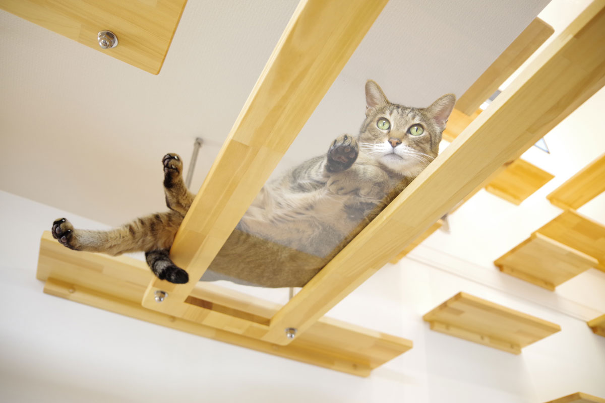 キャット ウォーク ネロ