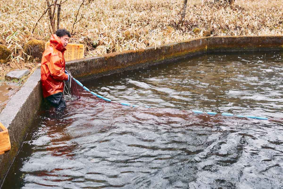 網を手繰り寄せていくと、大量の大滝日光サーモンが追い込まれてくる