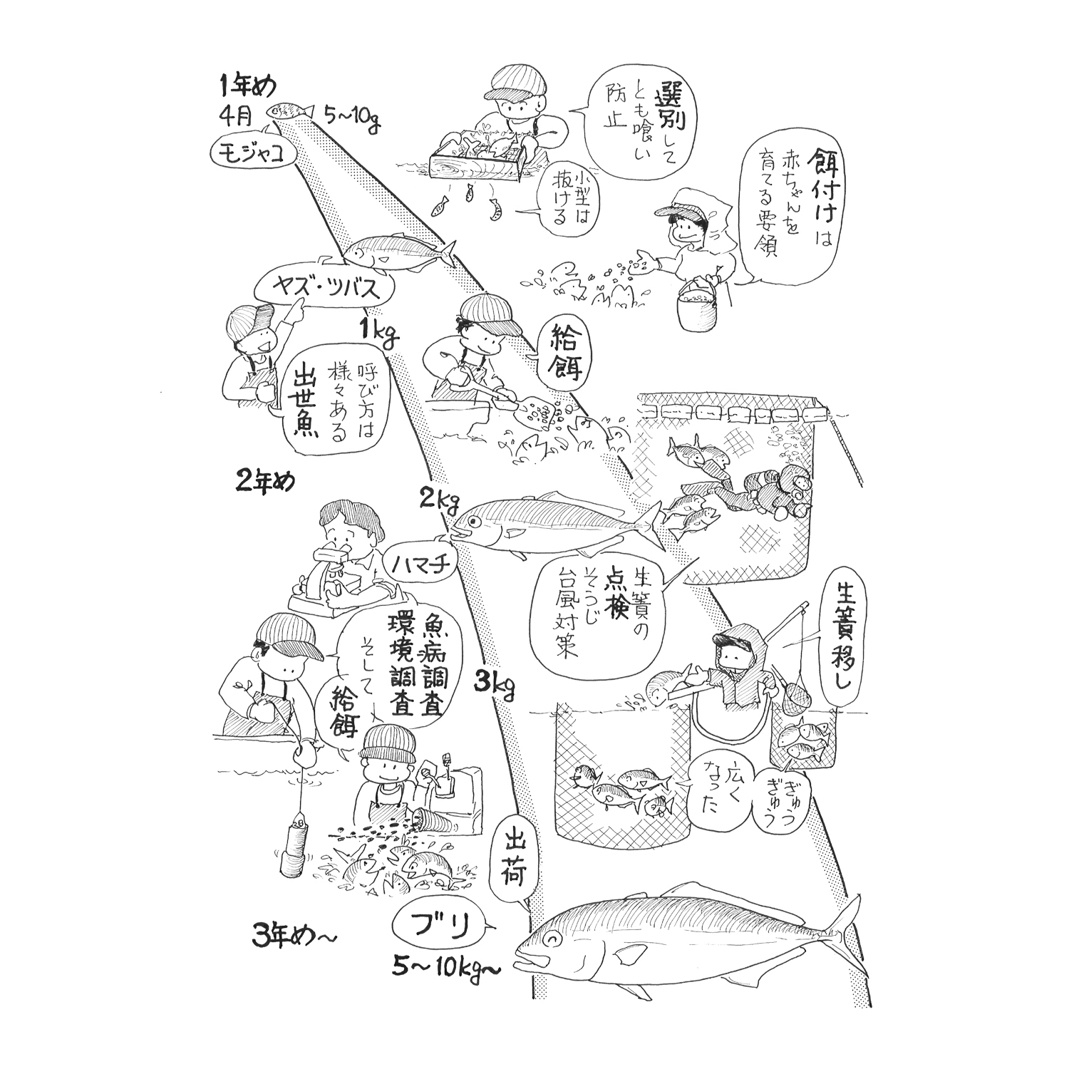 ブリ養殖の流れ