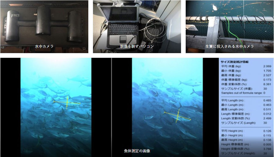 魚体測定カメラで魚体重を計る様子（東町漁協提供）