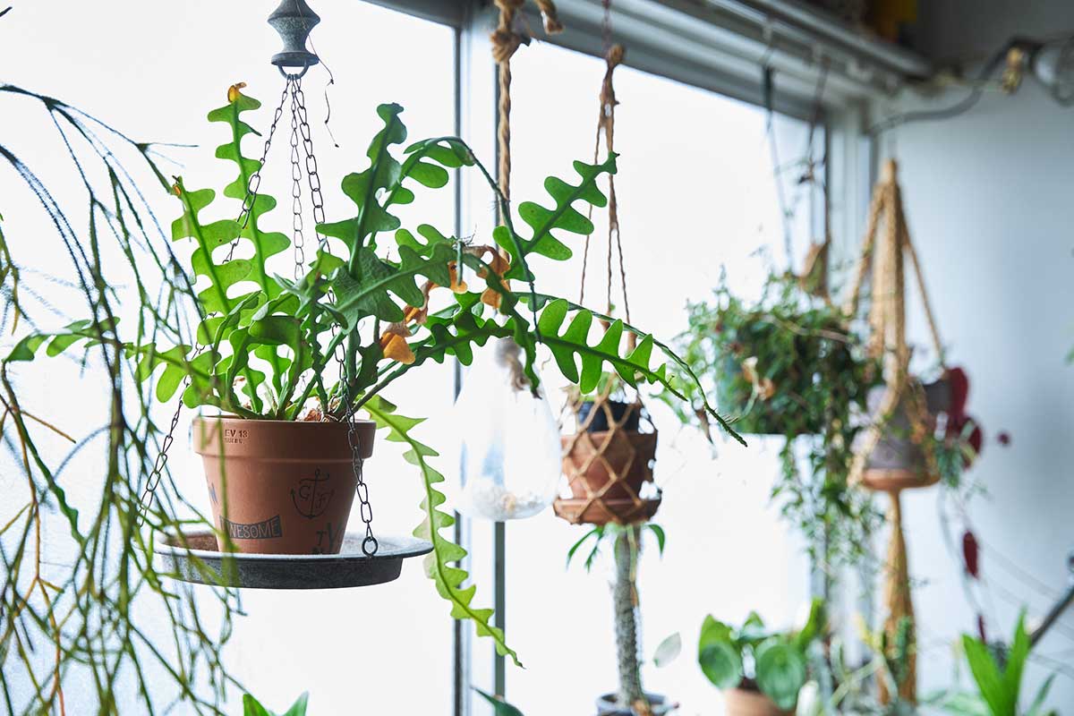たくさんの植物が吊るされているが、生活の邪魔はしない