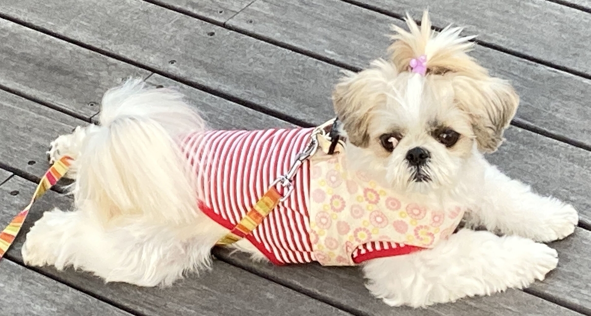 ツキシマコーヒーに遊びに来る犬