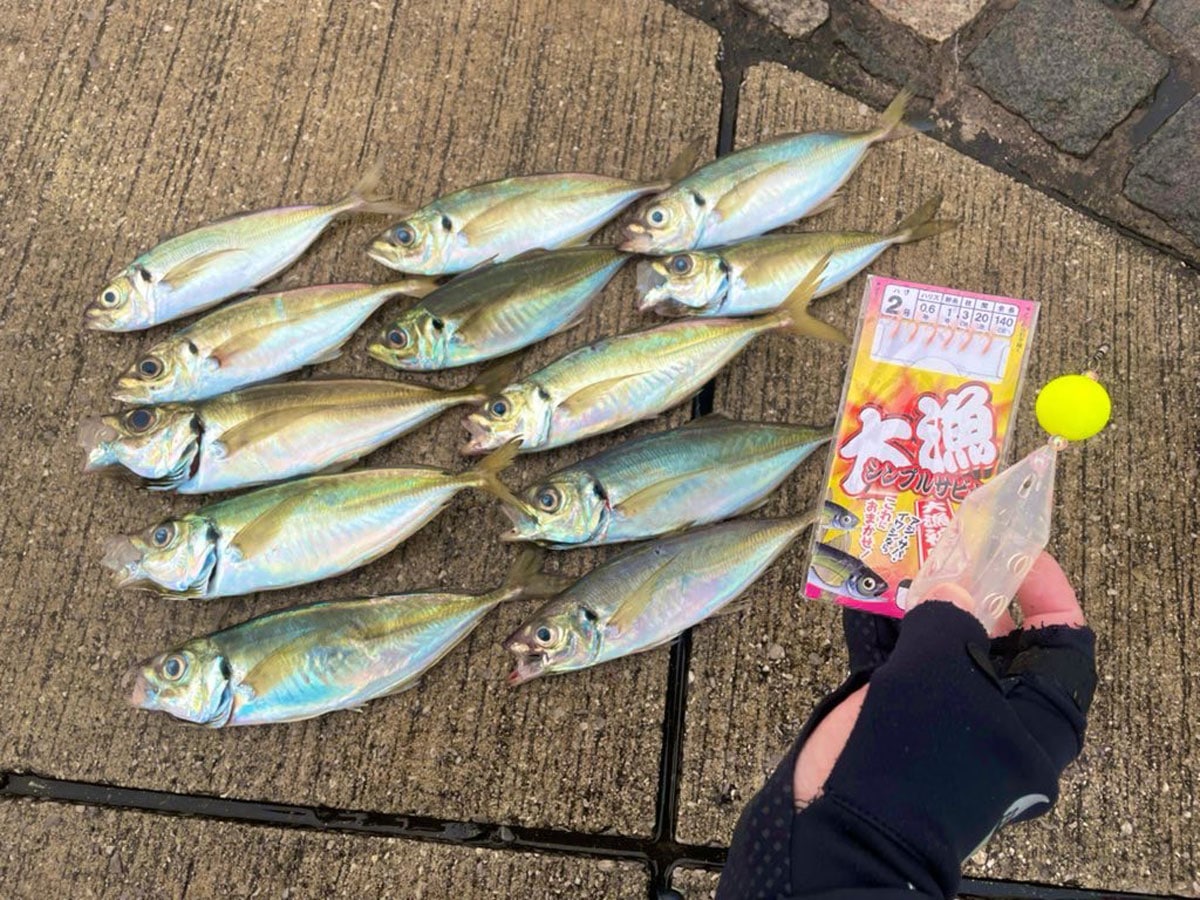 足元でもアジがたくさん