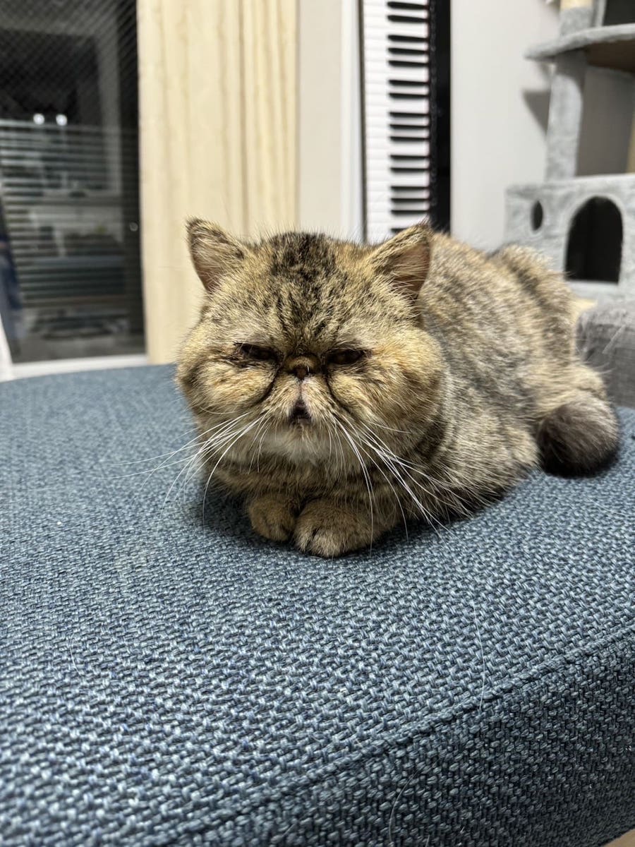 ぷりゅちゃん