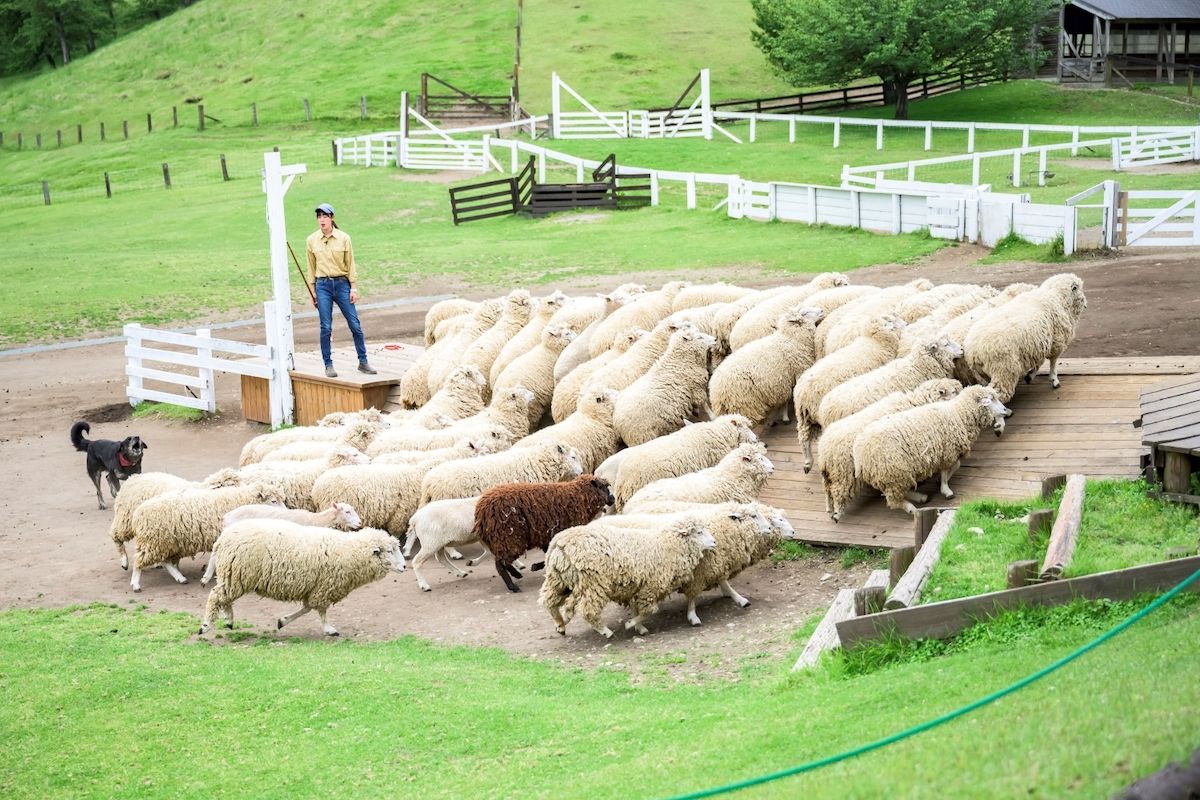 伊香保グリーン牧場 シープドッグショー