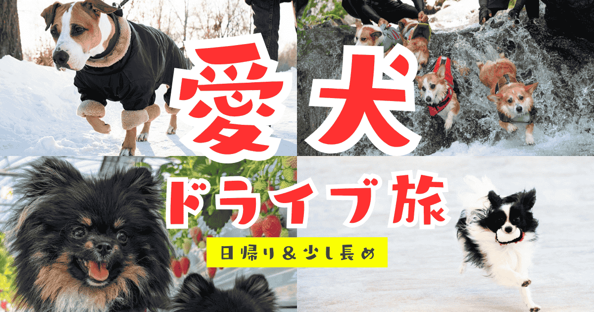 愛犬とのドライブで一味違うスポットへ！【関東近郊の日帰り＆少し長めの旅】