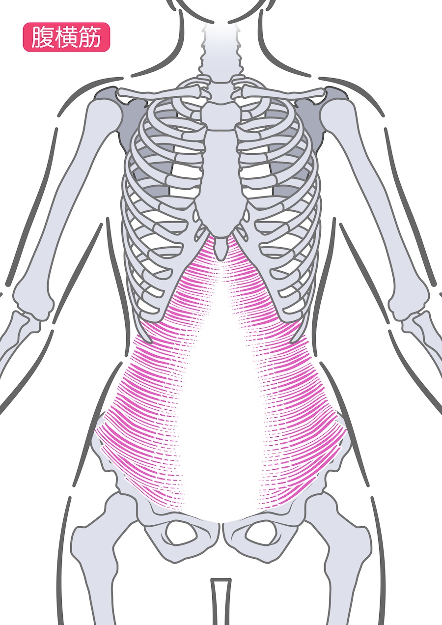 腹横筋