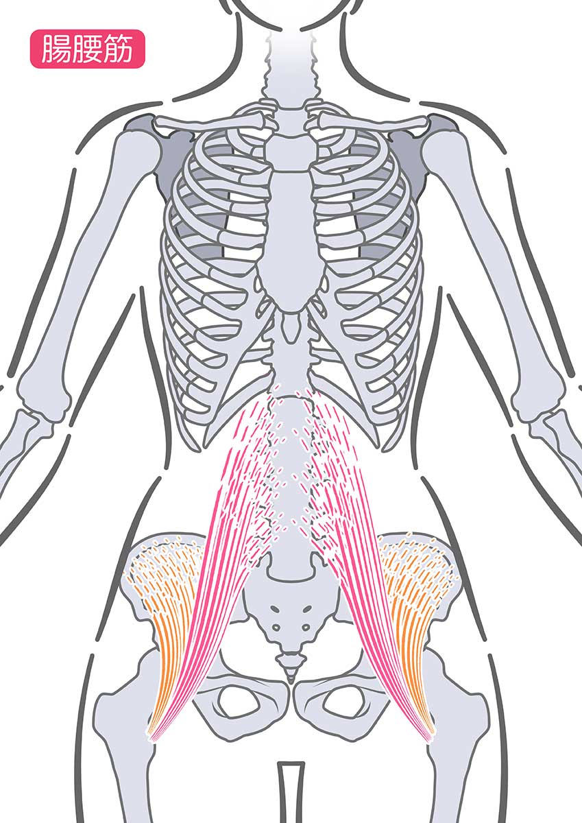 腸腰筋