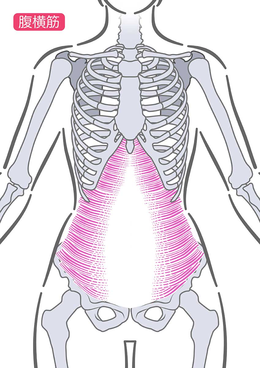 腹横筋