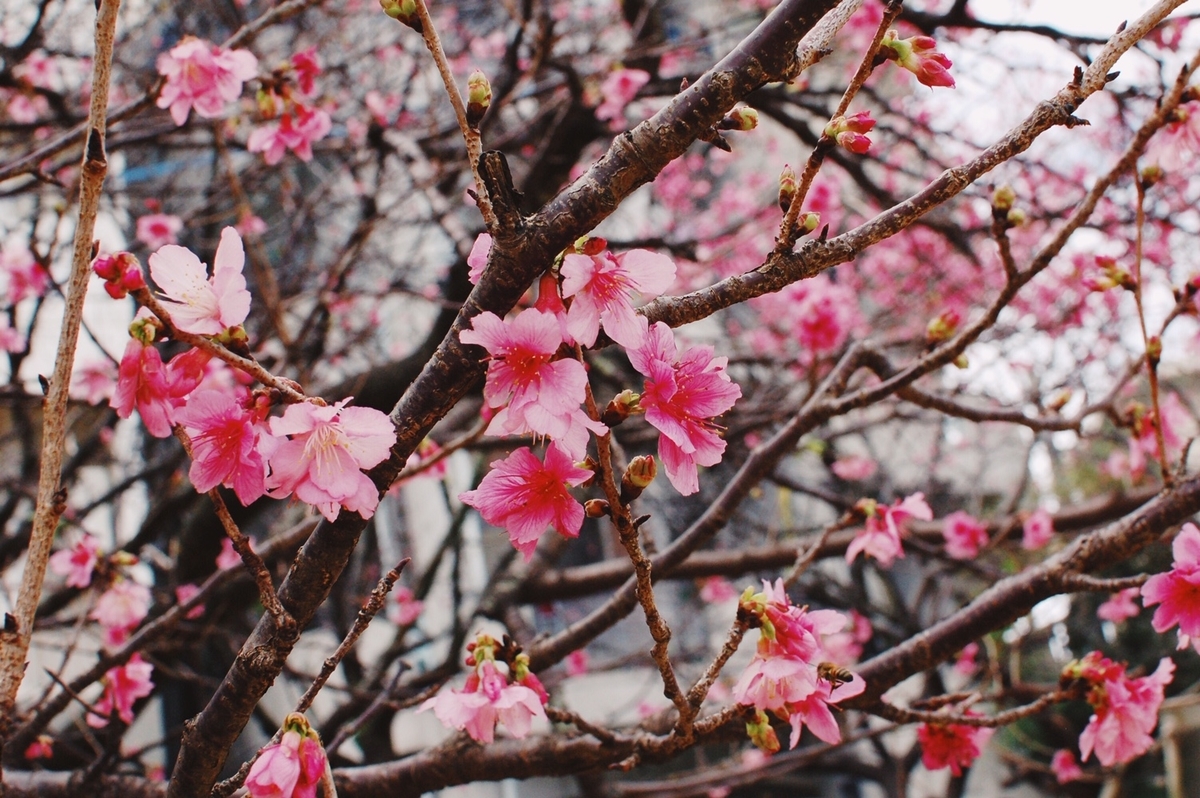 f:id:blog_shinjo:20200219161334j:plain