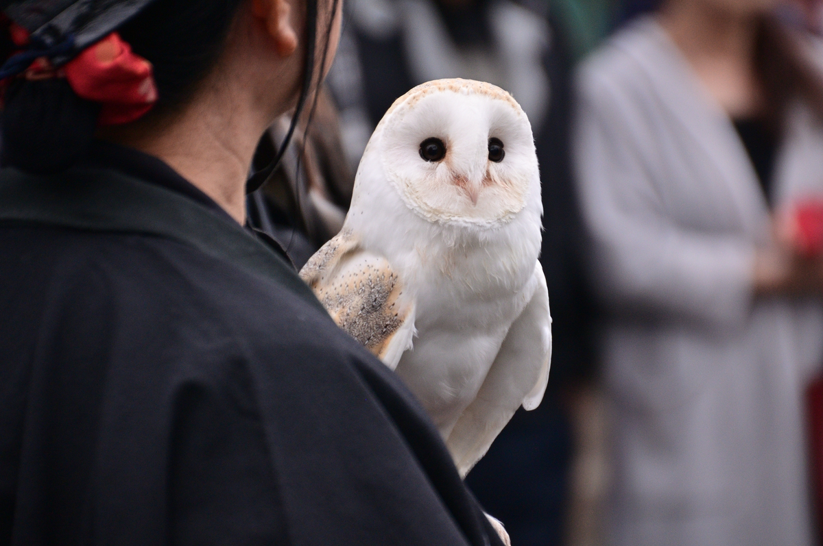 f:id:blog_toumine:20191103140113j:plain f:id:blog_toumine:20191103140113j:plain