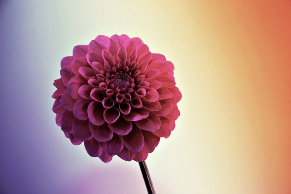 f:id:blogcarpediem:20180511153739j:plain f:id:blogcarpediem:20180511153739j:plain