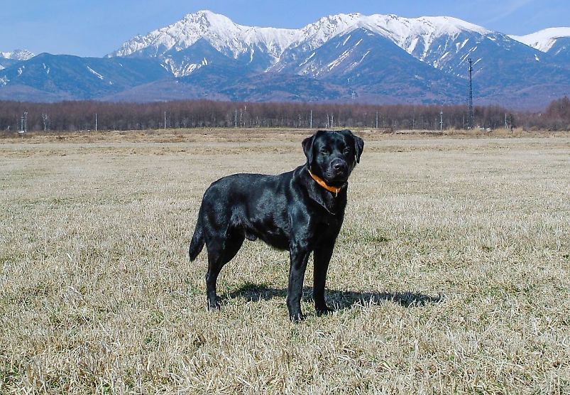 f:id:blogdaichan:20190105110851j:plain