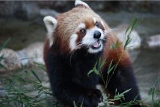 f:id:blogger12:20191212160120j:image