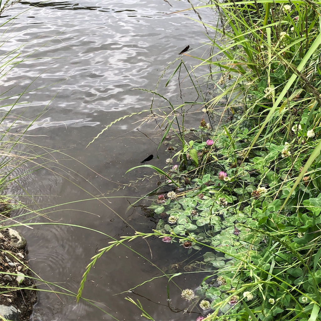 f:id:blogist:20240612230358j:image