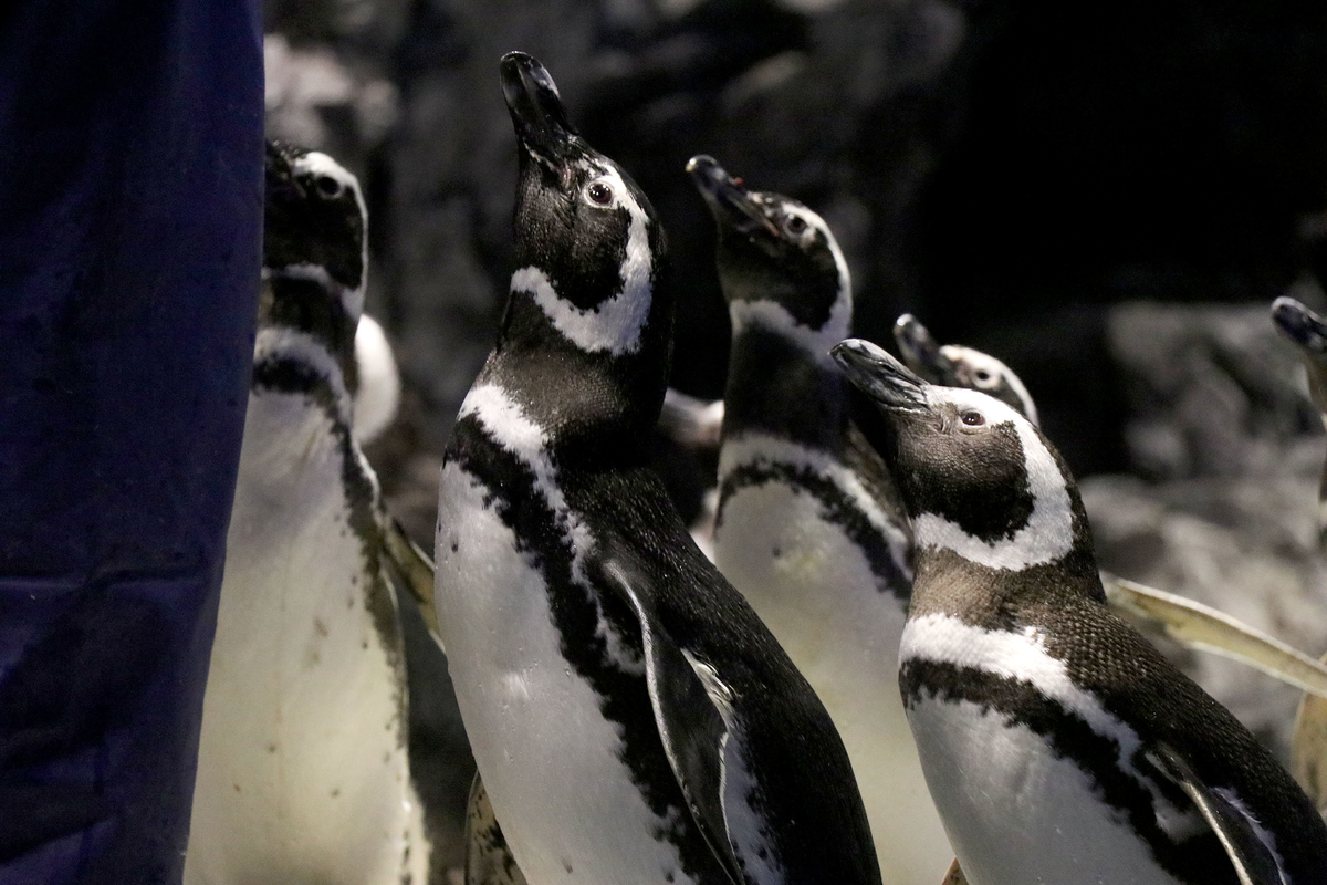 目を輝かせて餌待ちのペンギンたち