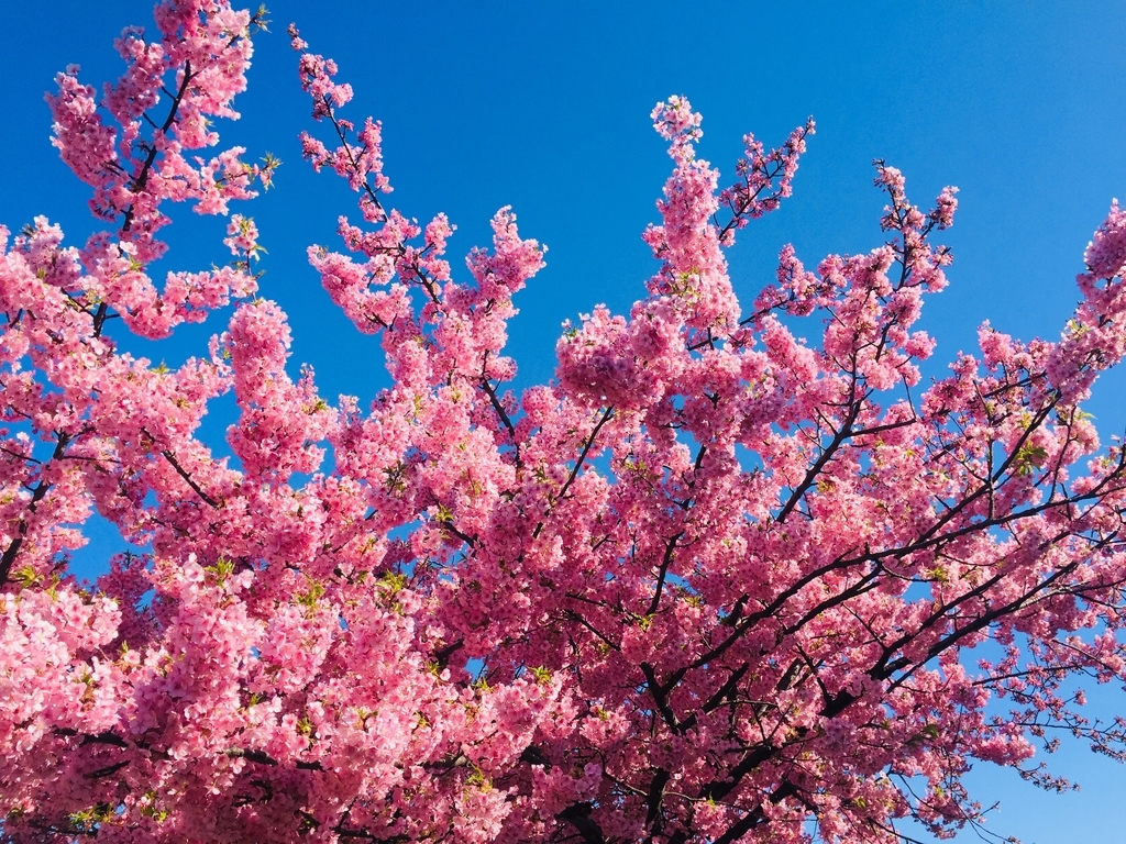 せせらぎ遊歩道の河津桜が咲いたよ ブログ元住吉