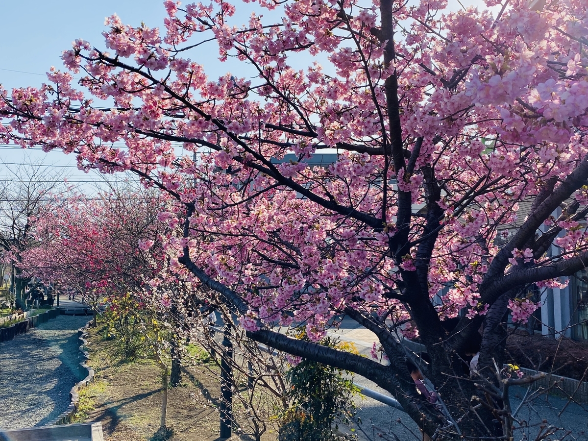 せせらぎ遊歩道の河津桜が咲いたよ 21 ブログ元住吉